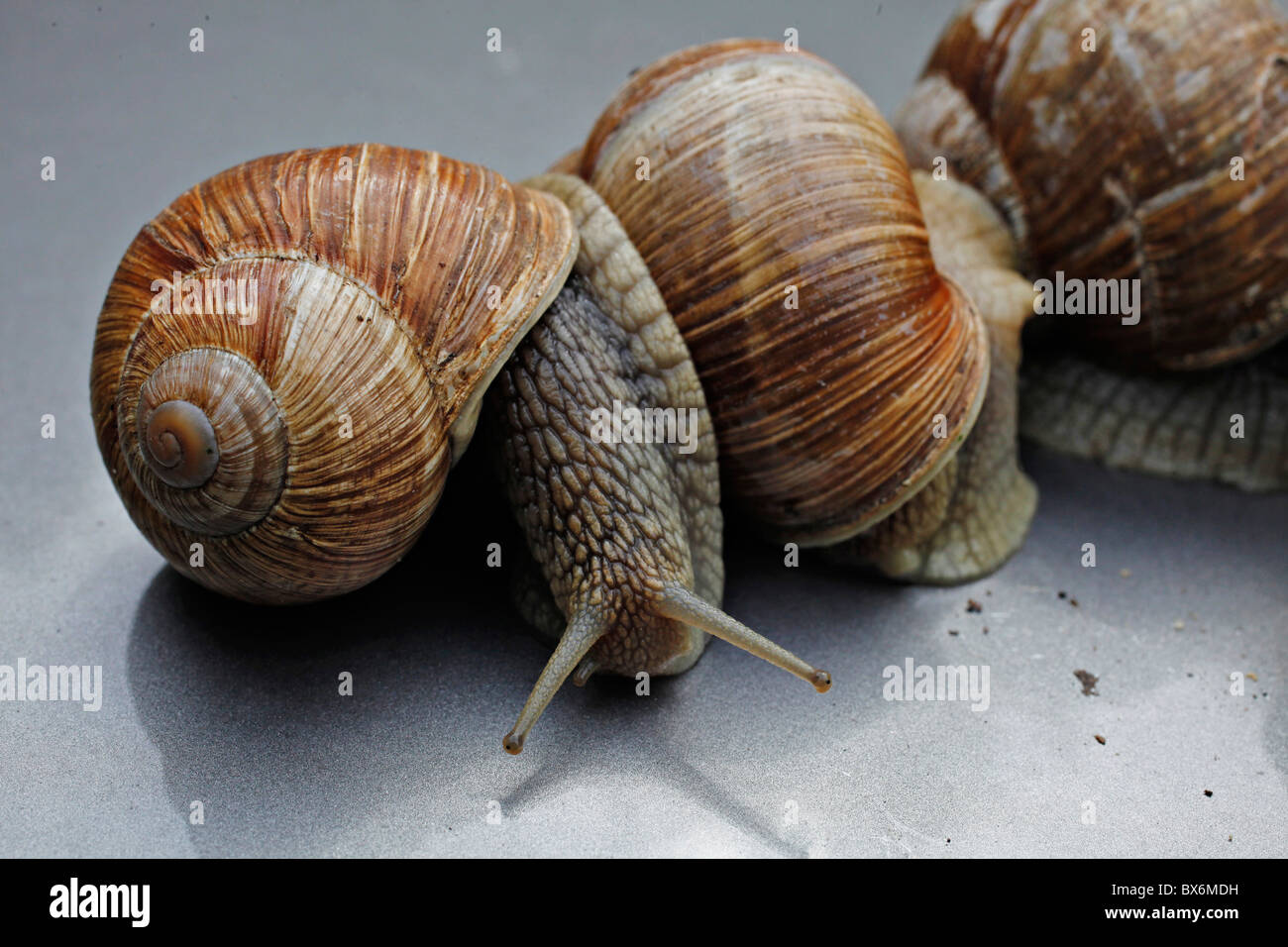 Helix pomatia common names the Burgundy snail Roman snail edible snail