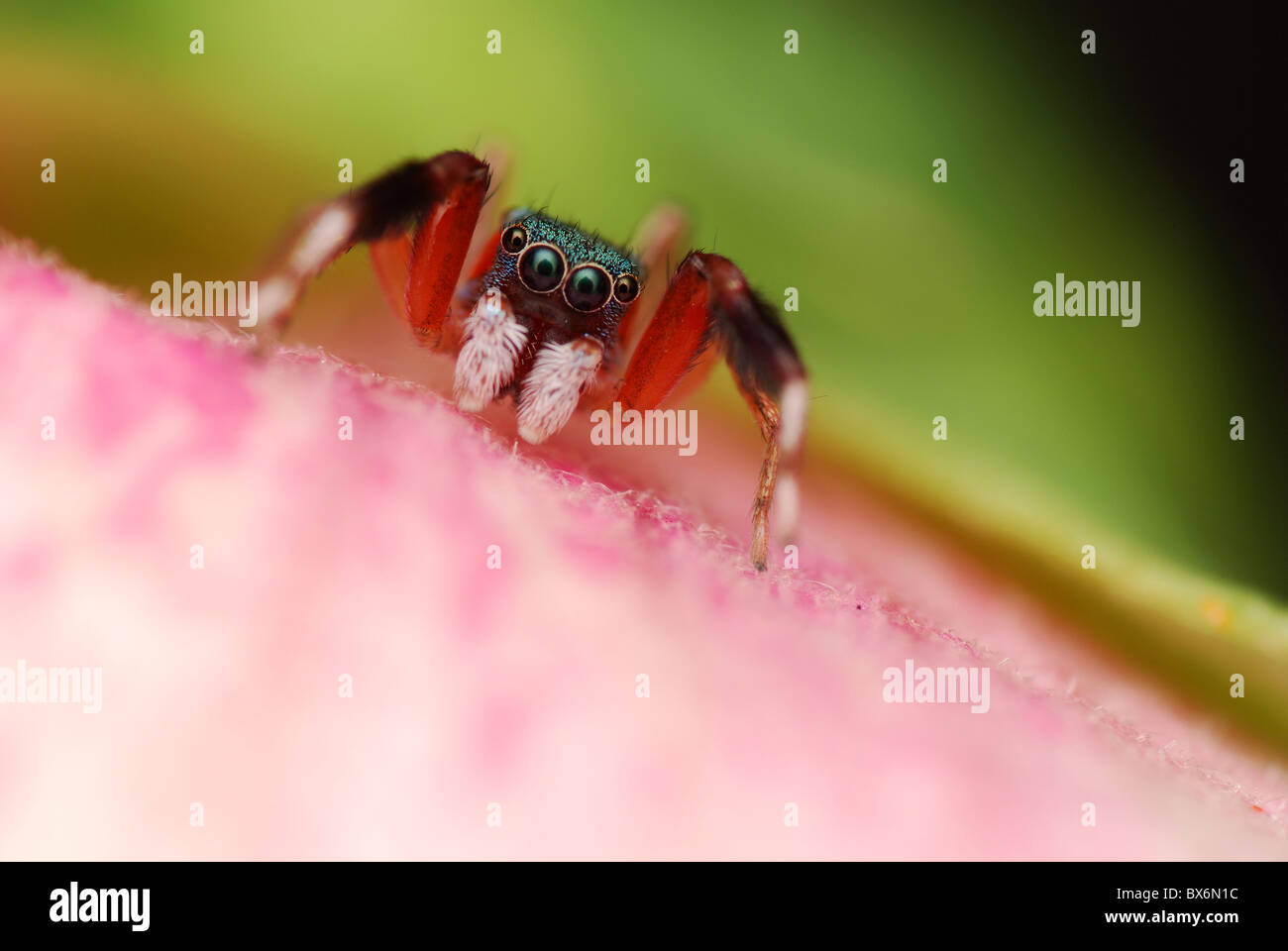 Colorful Jumping Spider Stock Photo