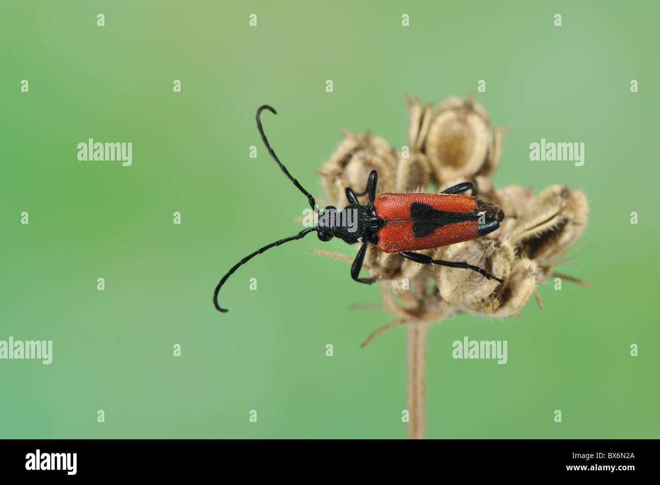 Longhorn beetle (Stictoleptura cordigera - Leptura cordigera - Corymbia cordigera - Brachyleptura cordigera) male on dry flower Stock Photo