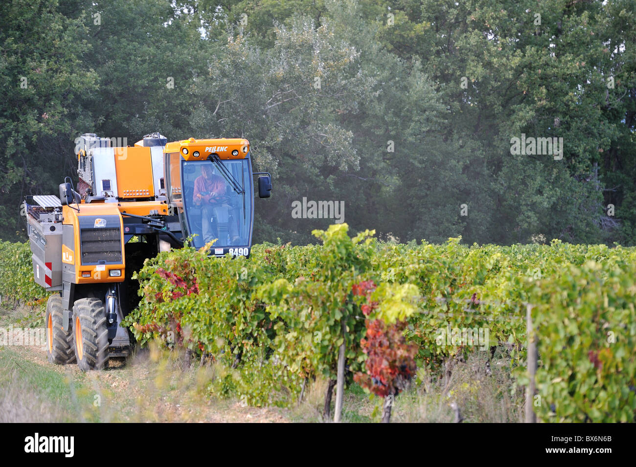 Vineyard (Vitis vinifera) Grape harvesting machine with integrated