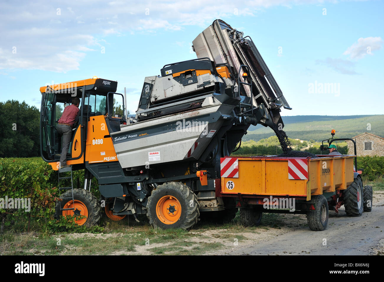Vineyard (Vitis vinifera) Grape harvesting machine with integrated
