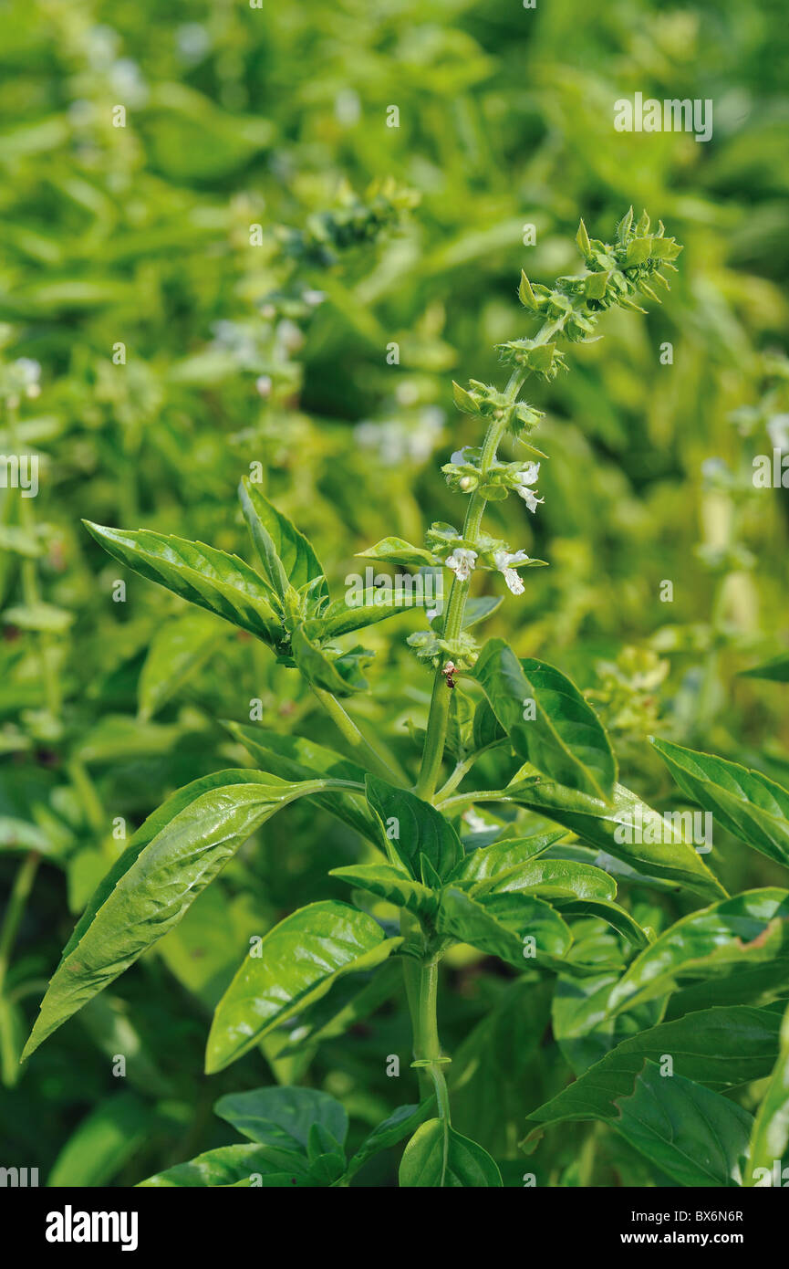 Sweet basil Common basil (Ocimum basilicum) flowering in a kitchen