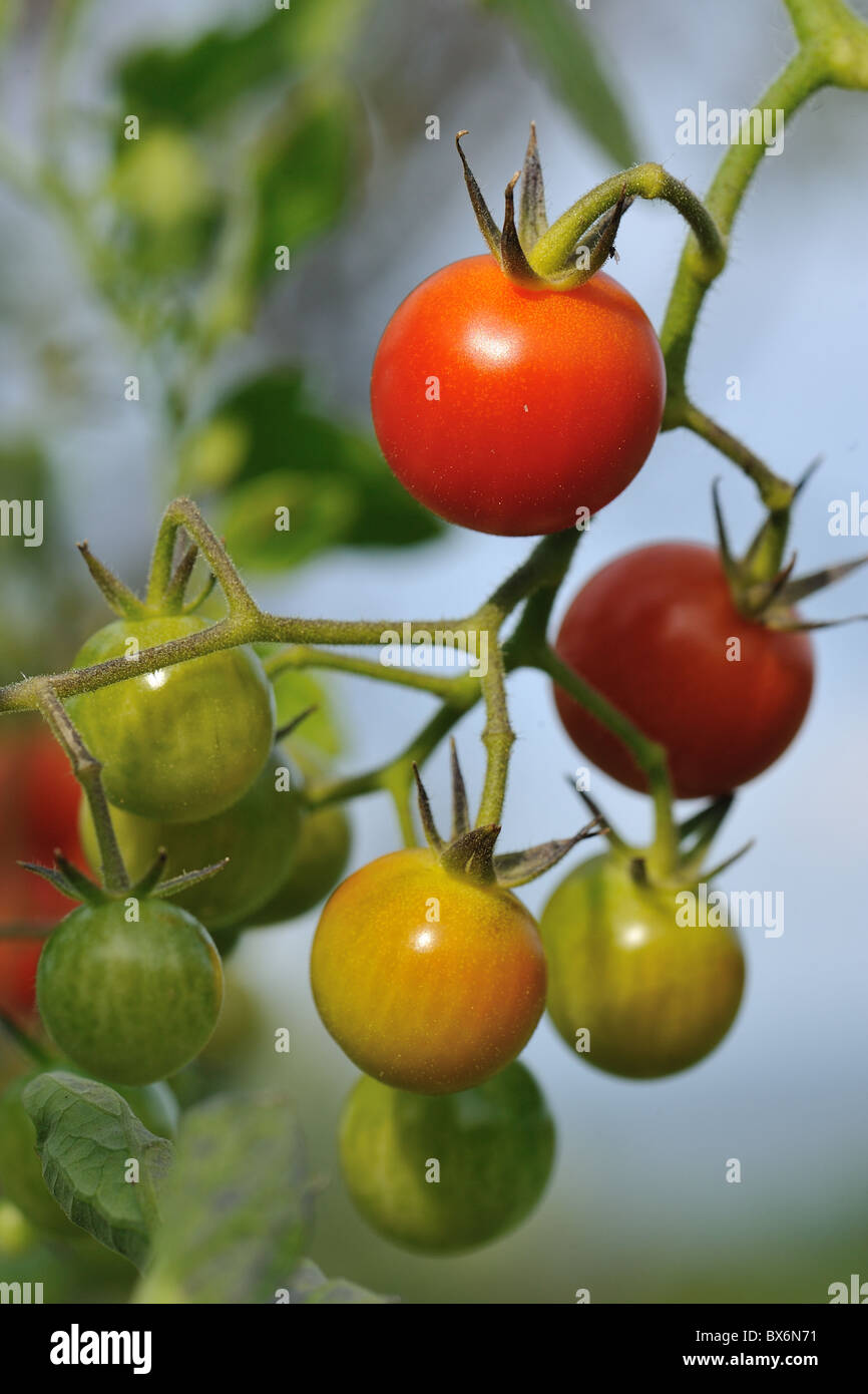 Cherry tomato - Cerise tomato (Solanum lycopersicum) in kitchen garden - Vaucluse - Provence - France Stock Photo