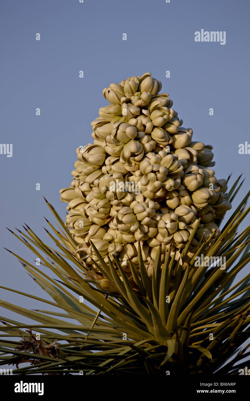 Joshua Tree (Yucca Brevifolia) Blossom, Joshua Tree National Park ...