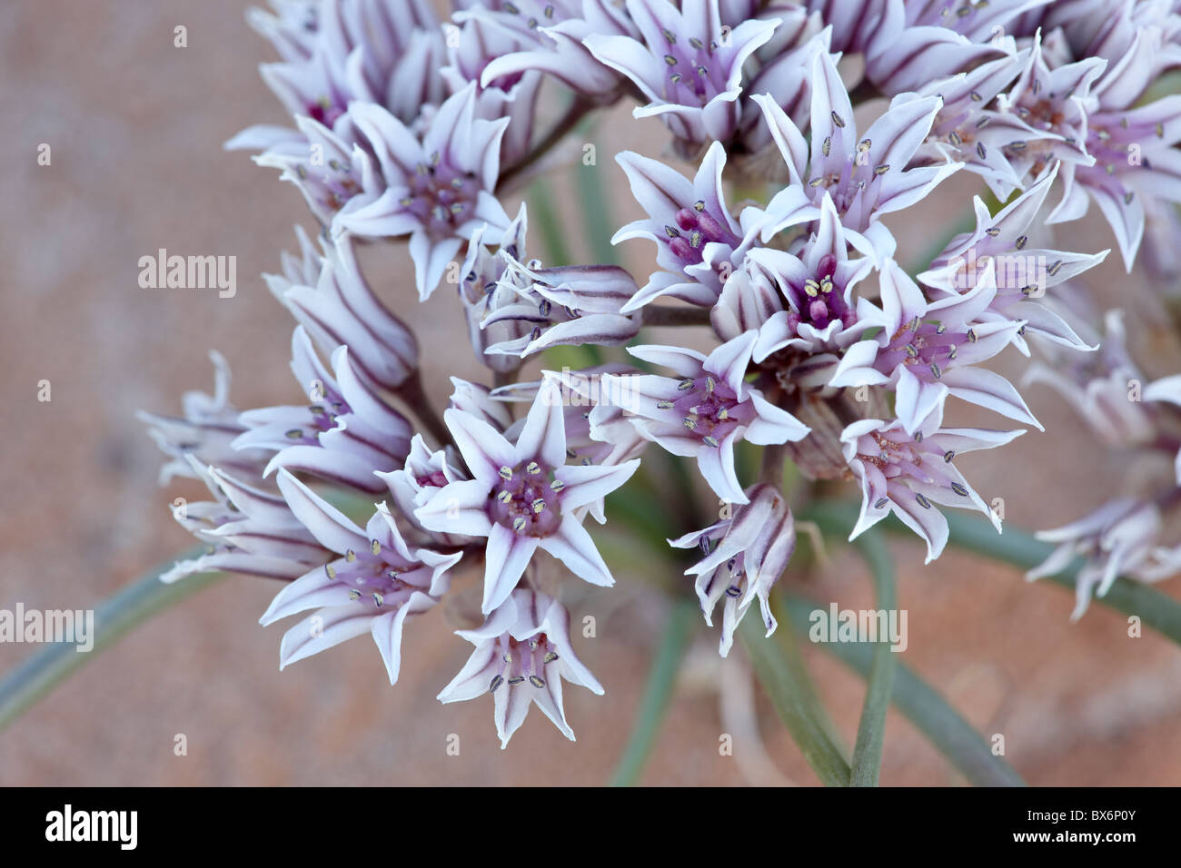 Prairie wild onion (Allium textile), Goblin Valley State Park, Utah, United States of America, North America Stock Photo