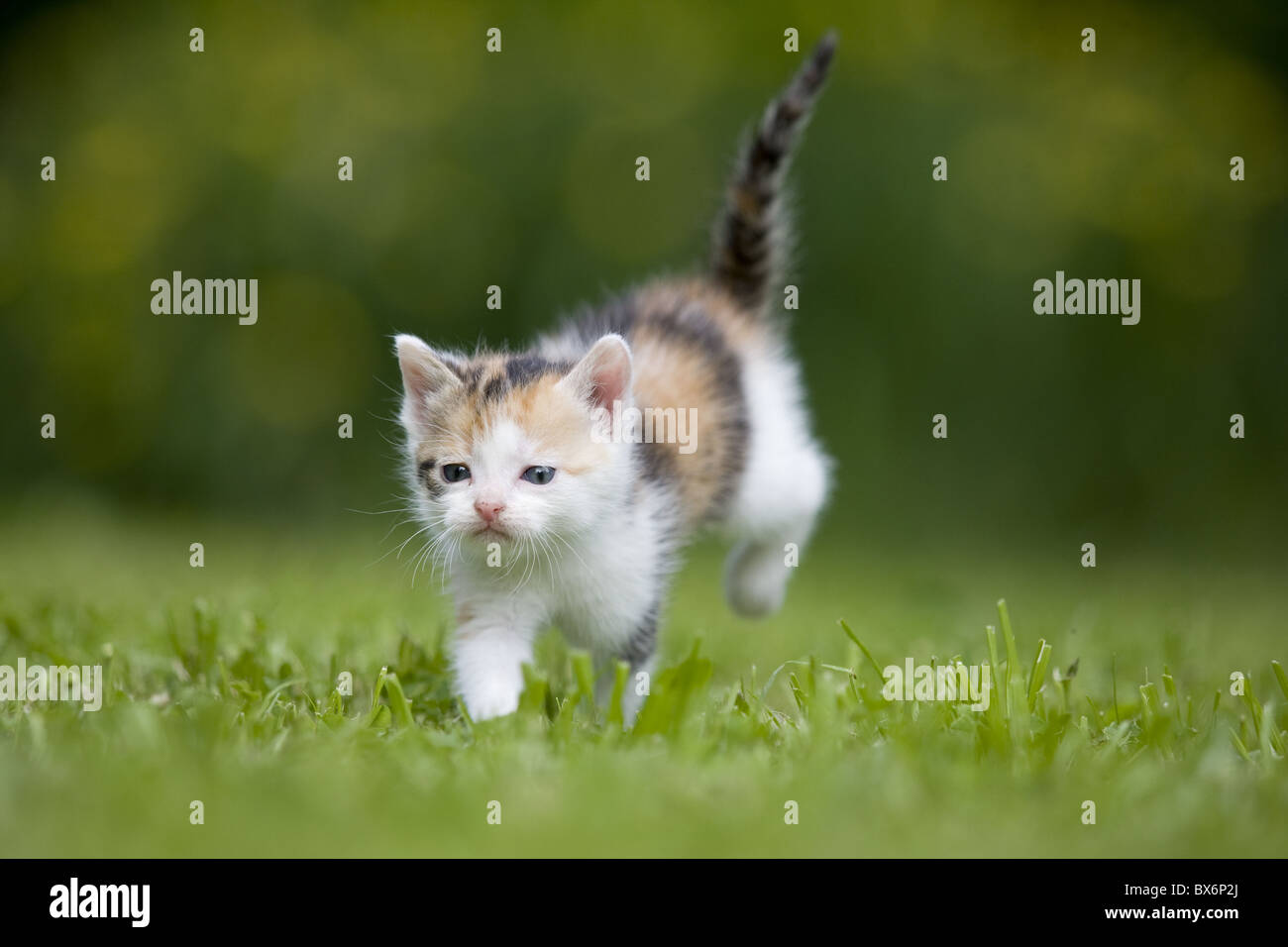Kätzchen, Kitten Stock Photo