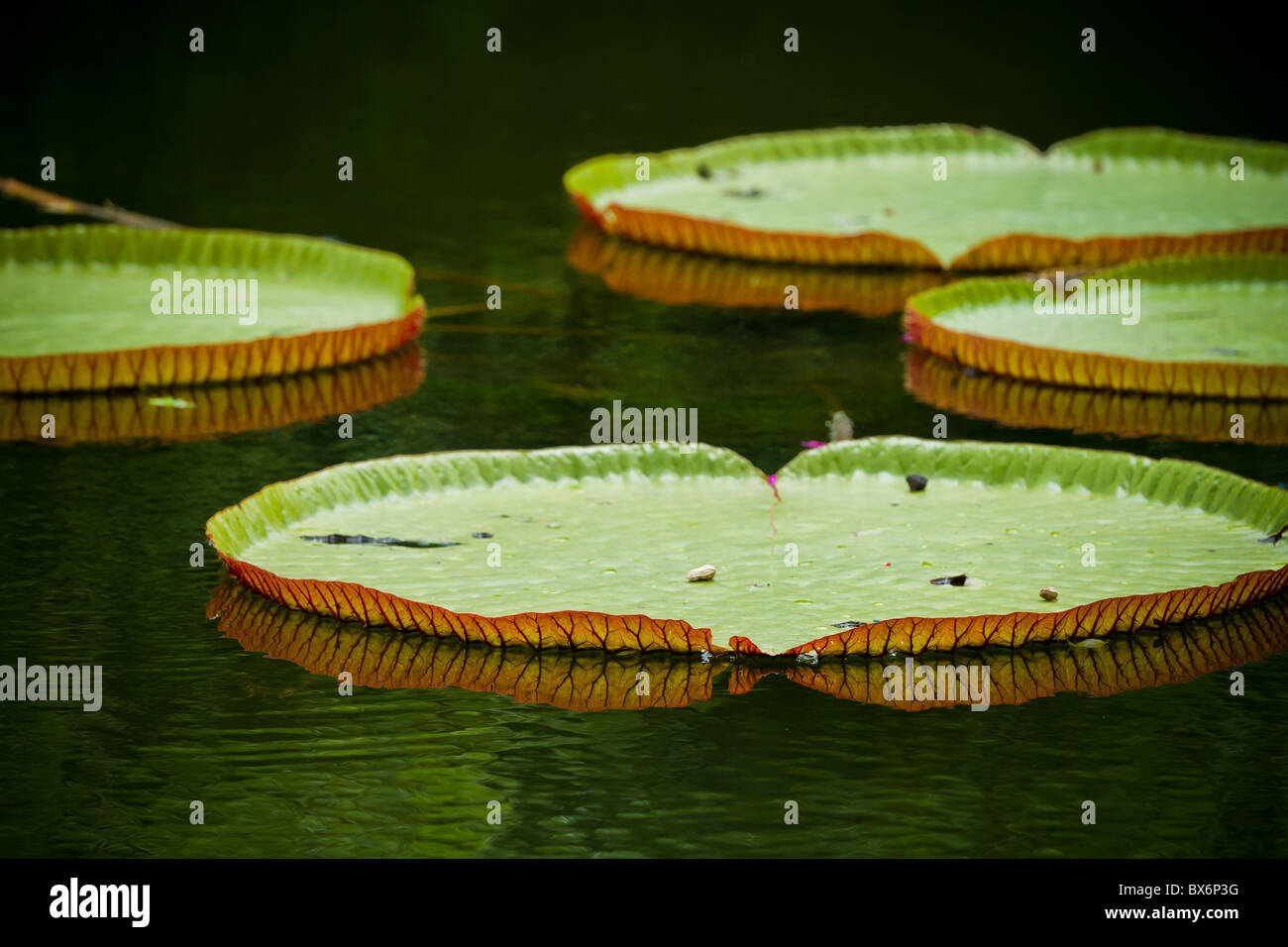leaves of water lily Stock Photo Alamy