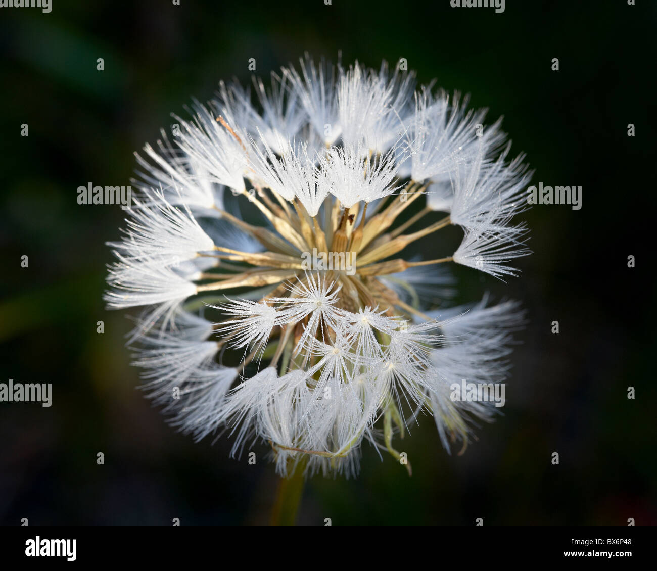 Western salsify (goatsbeard) (Tragopogon dubius) seedhead, Glacier National Park, Montana, USA Stock Photo