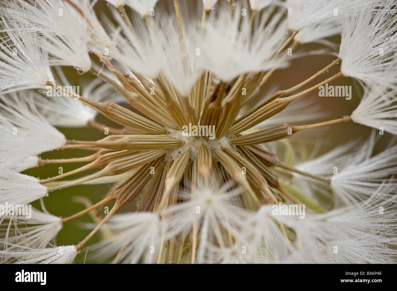 Western salsify (goatsbeard) (Tragopogon dubius) seedhead, Glacier National Park, Montana, USA Stock Photo