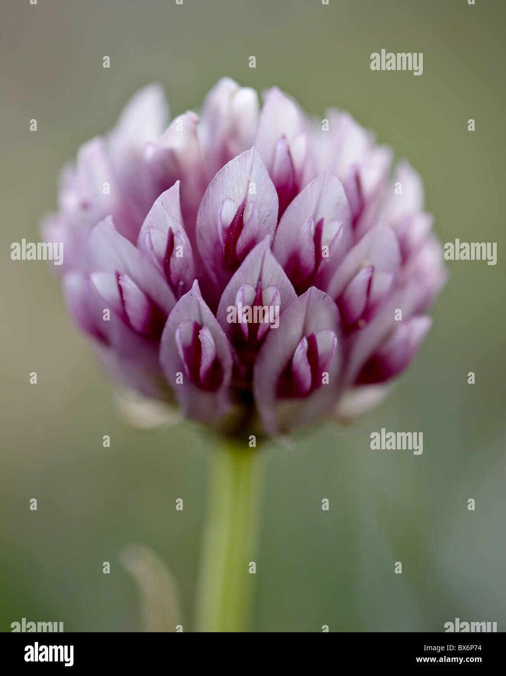 Alpine clover (Trifolium dasyphyllum), Mount Evans, Colorado, United States of America, North America Stock Photo