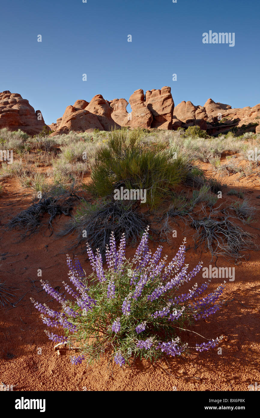 Silvery lupine (Lupinus argenteus) with red rock fins, Arches National Park, Utah, United States of America, North America Stock Photo