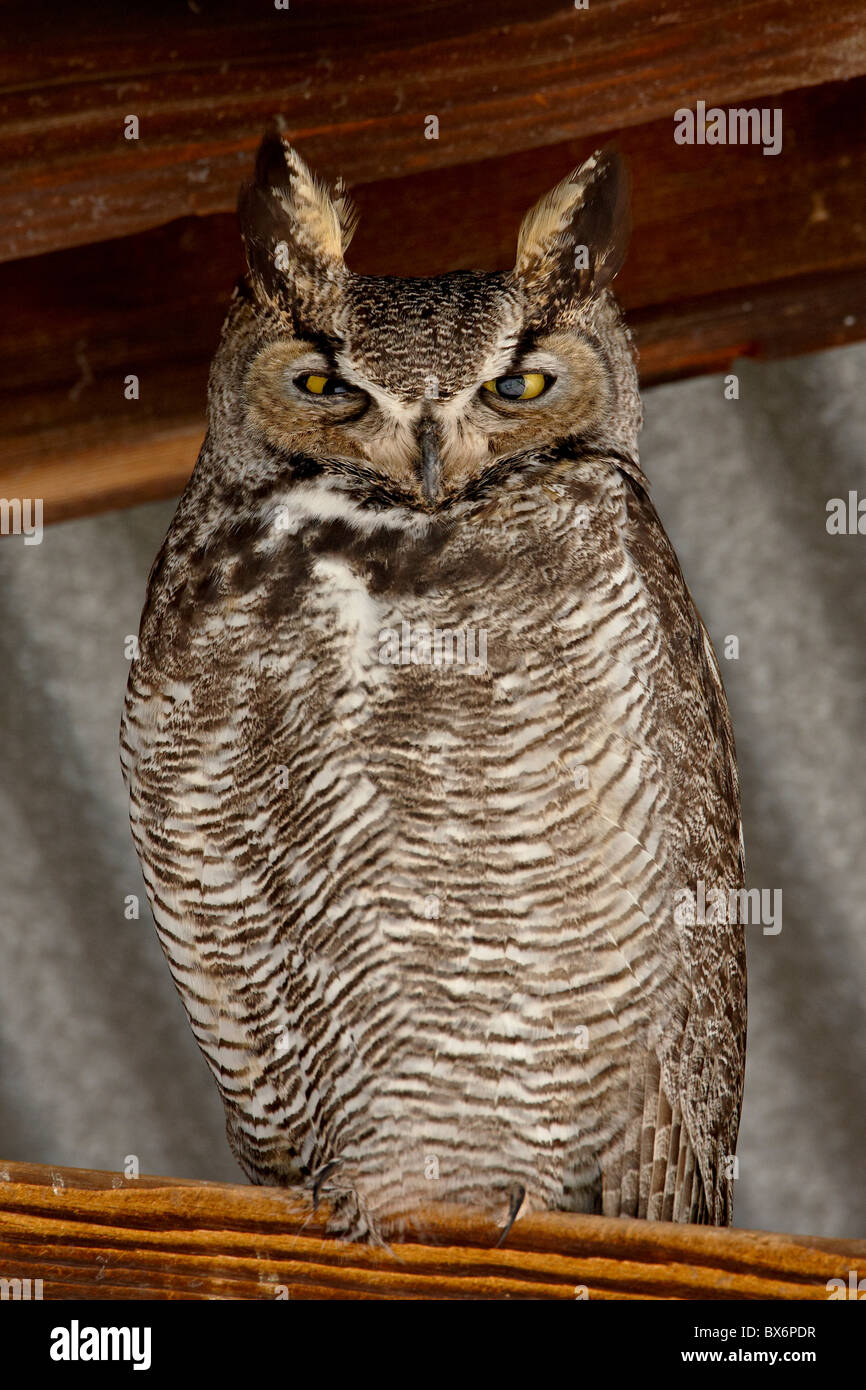 Great horned owl (Bubo virginianus), Whitewater Draw Wildlife Area, Arizona, United States of America, North America Stock Photo