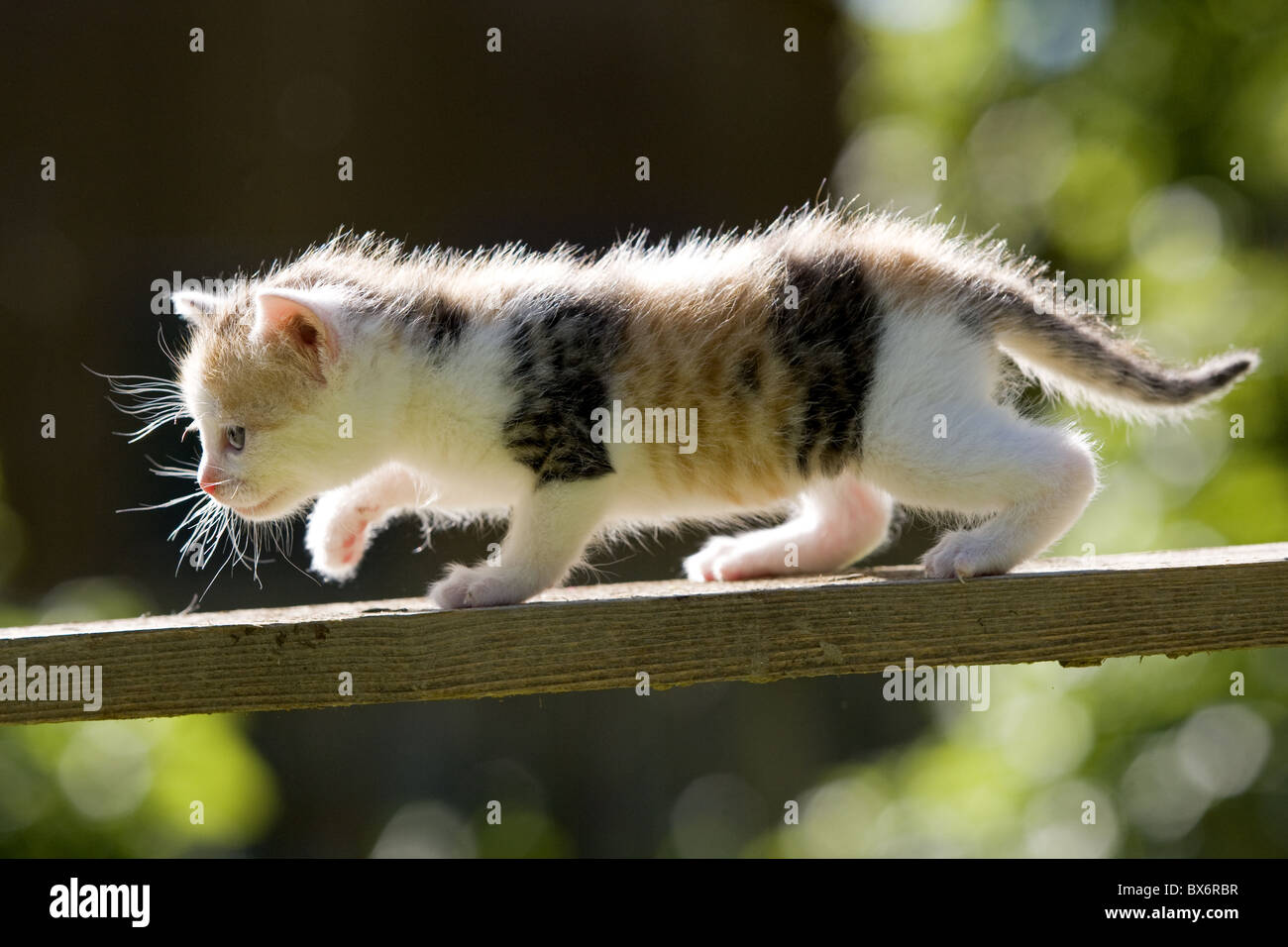 Kaetzchen auf Holzbrett, Kitten on wooden board Stock Photo