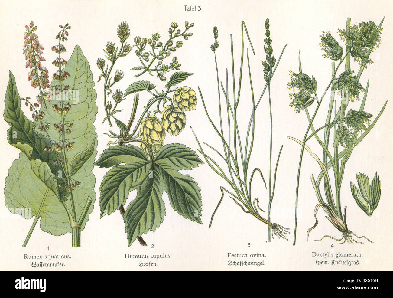 botany, four illustrations, Red dock (Rumex aquaticus), Common Hop (Humulus lupulus), sheep's fescue (Festuca ovina), Gramineae (Dactylis glomerata), circa 1914, Additional-Rights-Clearences-Not Available Stock Photo