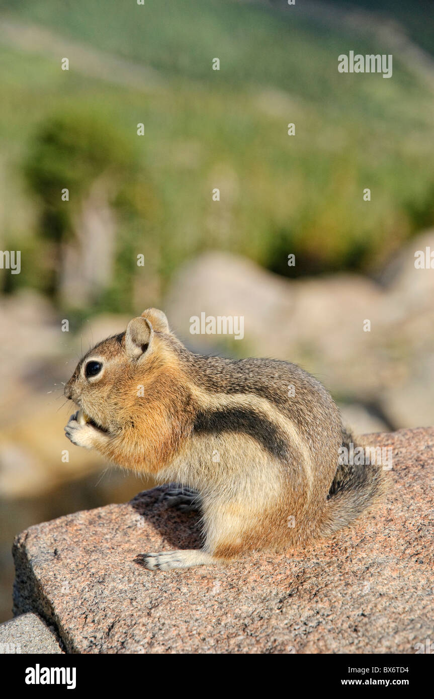 Chipmunk, Trail Ridge Road, Rocky Mountain National Park, Estes Park