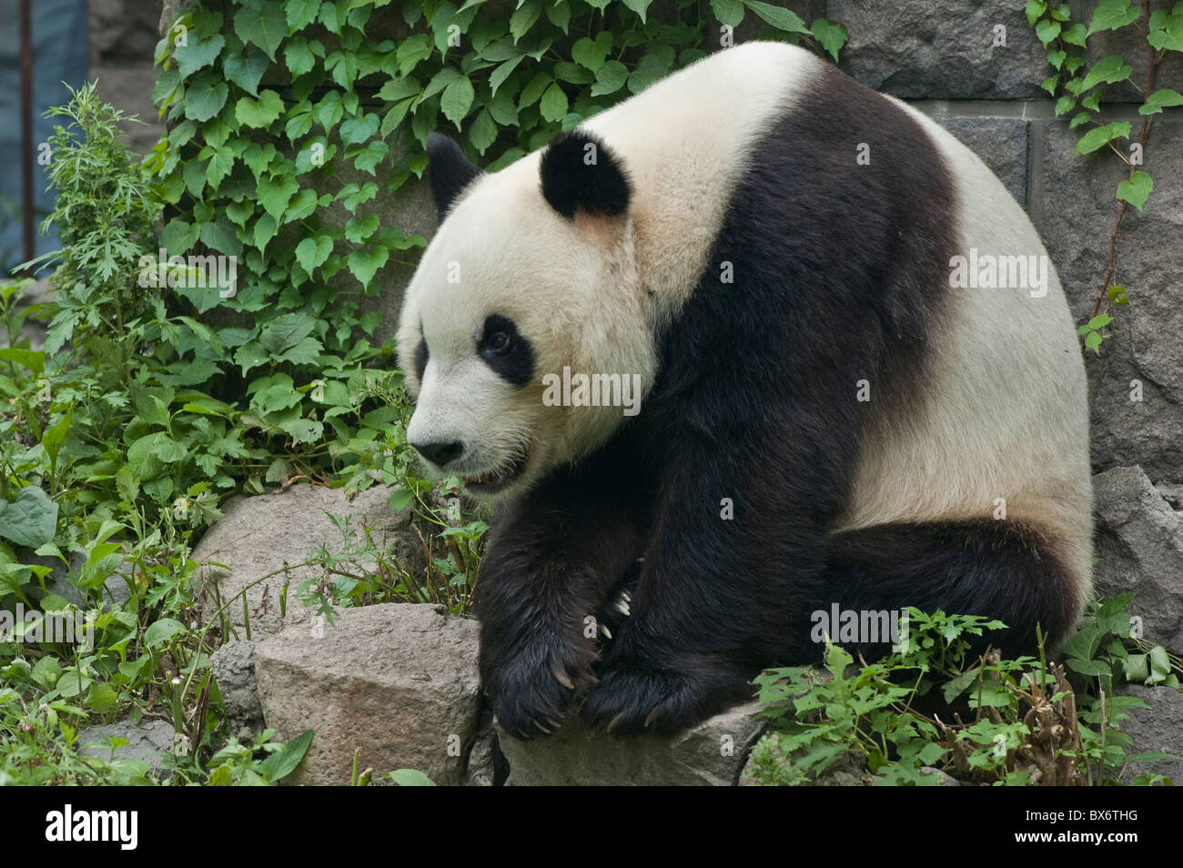 Cute panda hi-res stock photography and images - Alamy