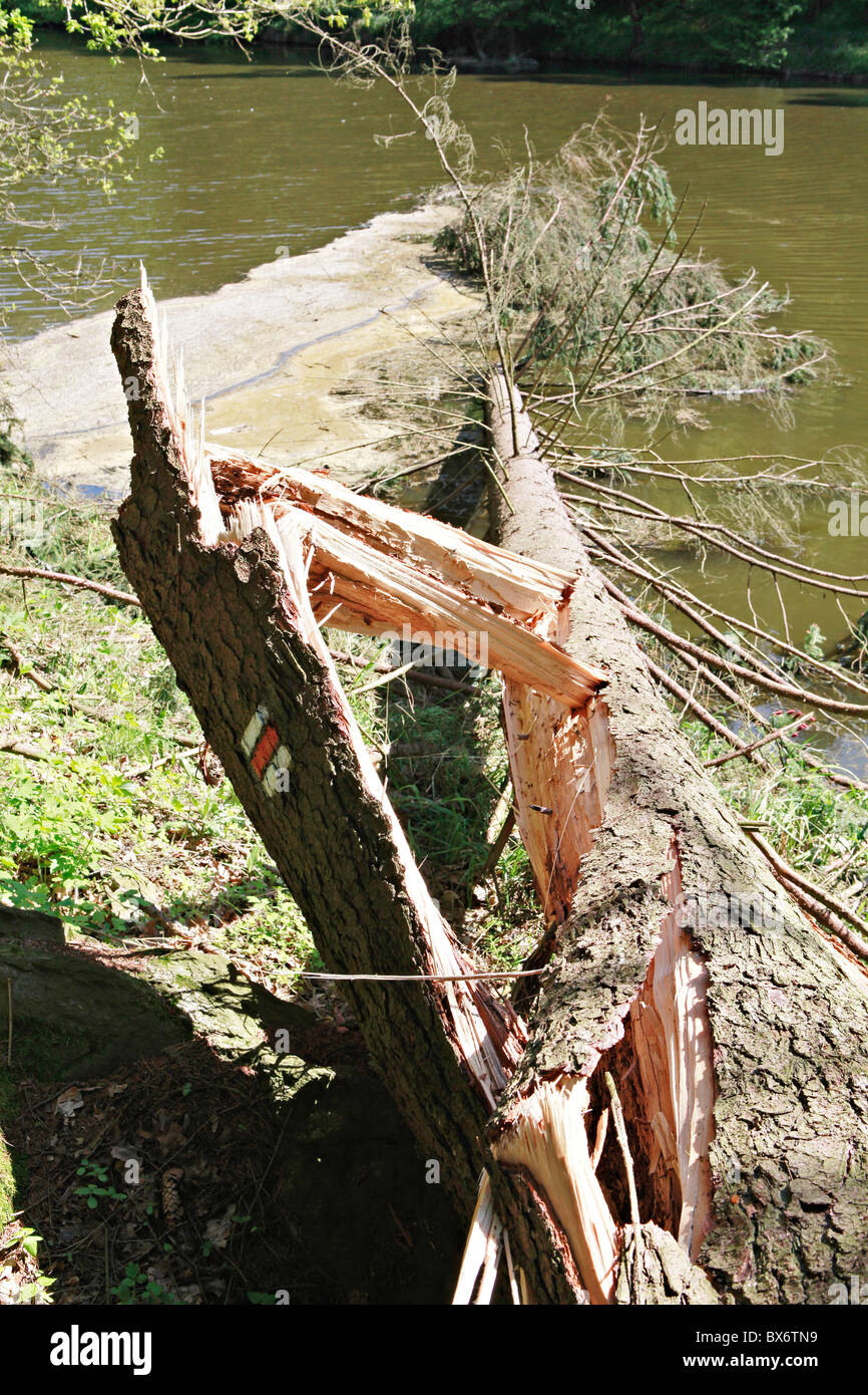 A damaged tree and red tourist sign on Luznice river, Czech Republic ...