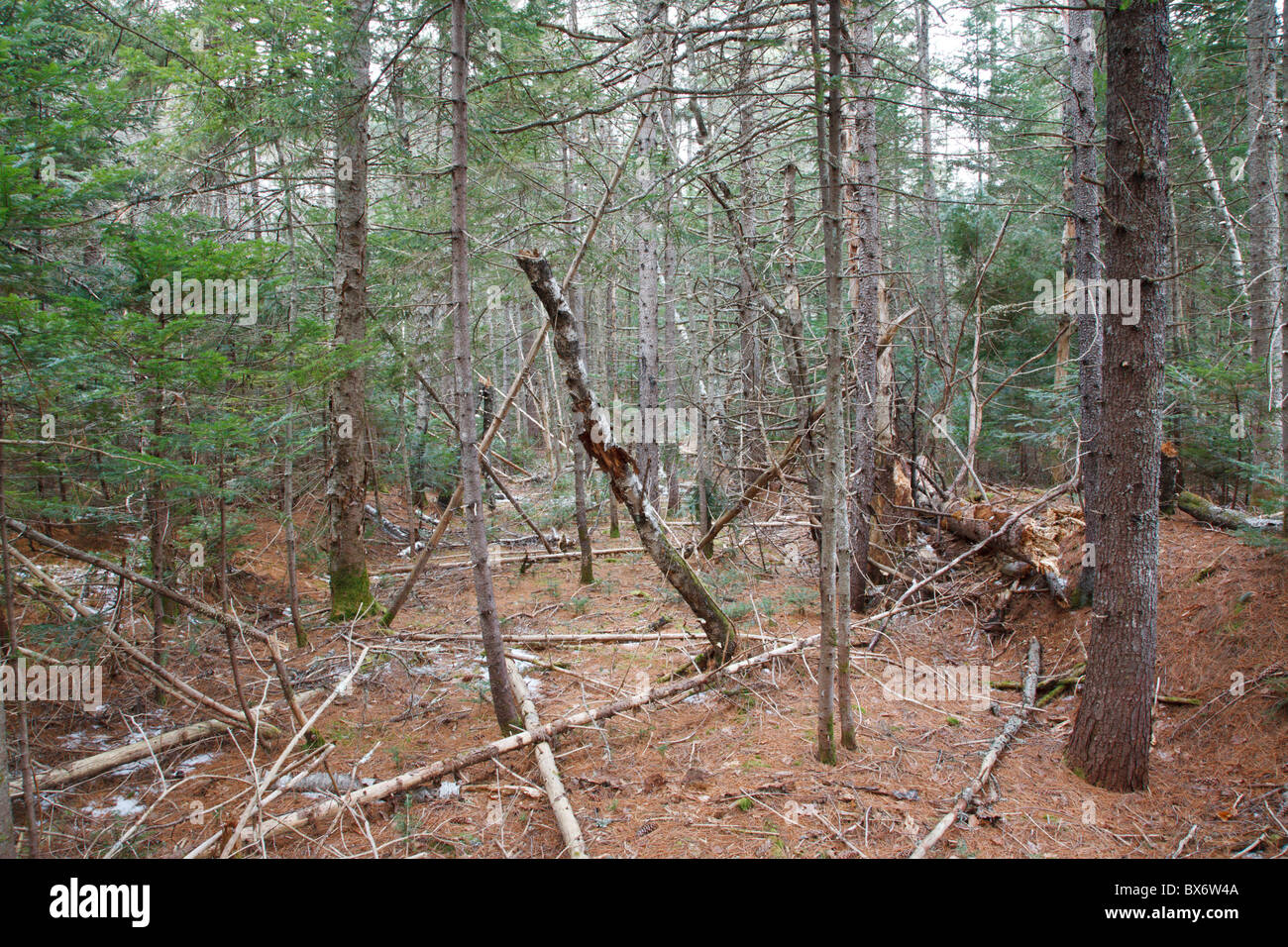 Remanats of the old Swift River Railroad bed in Albany, New Hampshire USA. Stock Photo