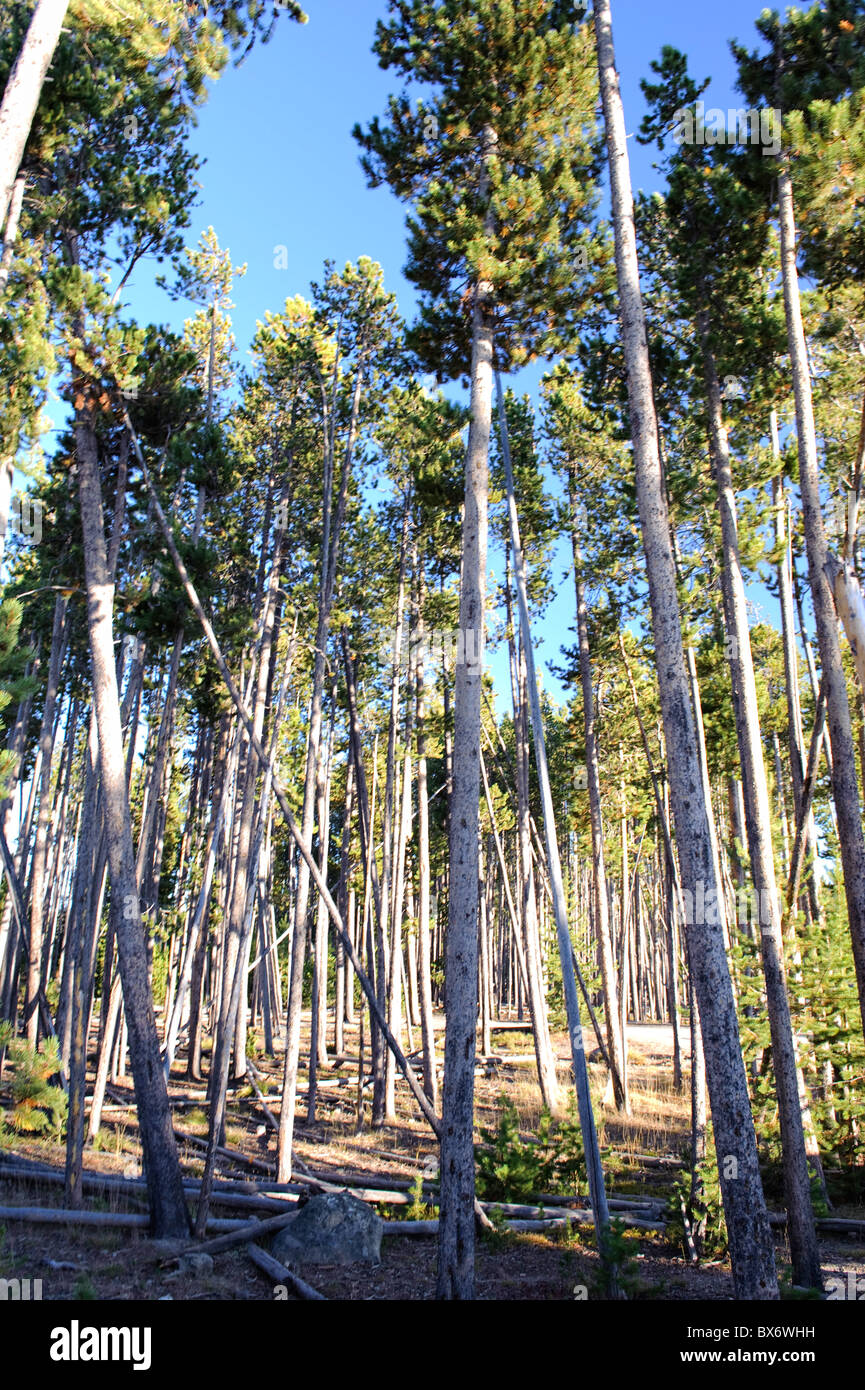 Forest, Yellowstone National Park, Wyoming, USA Stock Photo