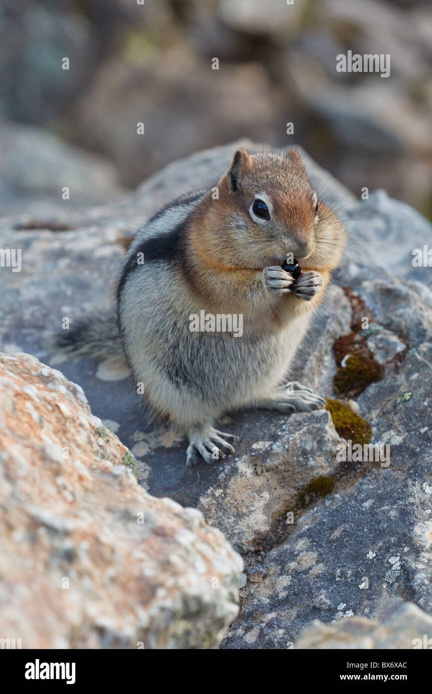 Golden-mantled ground squirrel, spermophilus lateralis, Banff National Park, Alberta, Canada Stock Photo