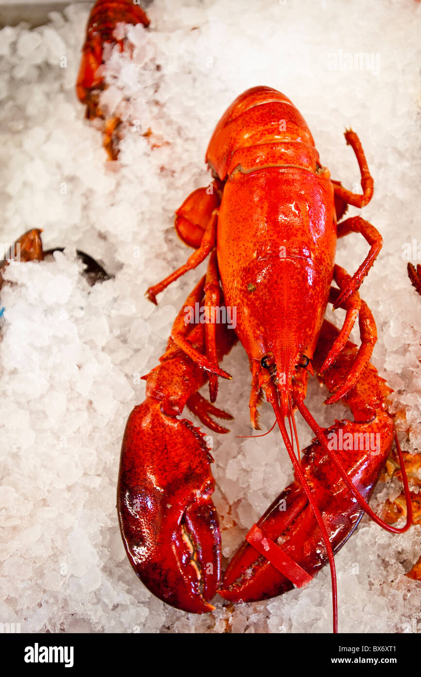 Lobster hires stock photography and images Alamy