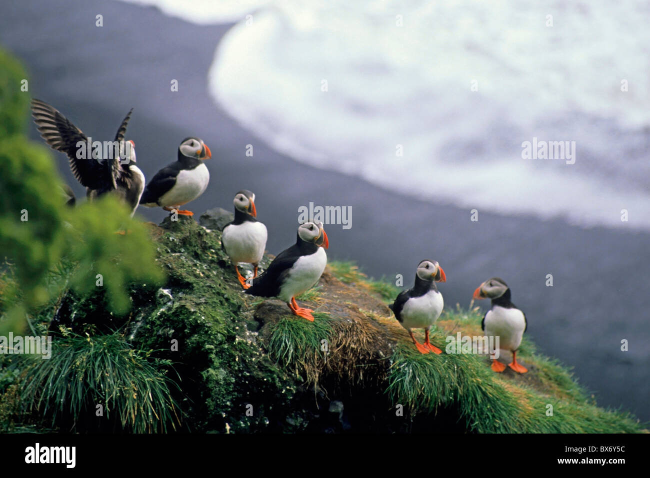 Puffins perched on a rock, Vik, Iceland. Stock Photo