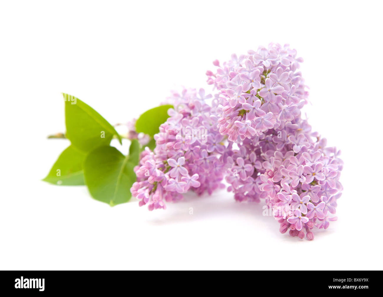 Lilac Branch Isolated on White Background. Stock Photo - Alamy