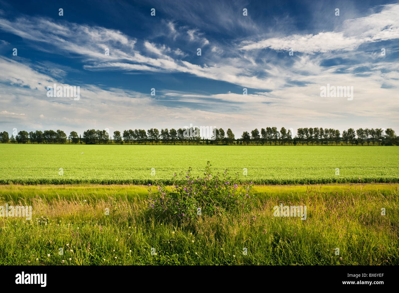 Cultivated agricultural land behind the sea wall at The Wash National Nature Reserve, near Sutton Bridge, Lincolnshire Stock Photo