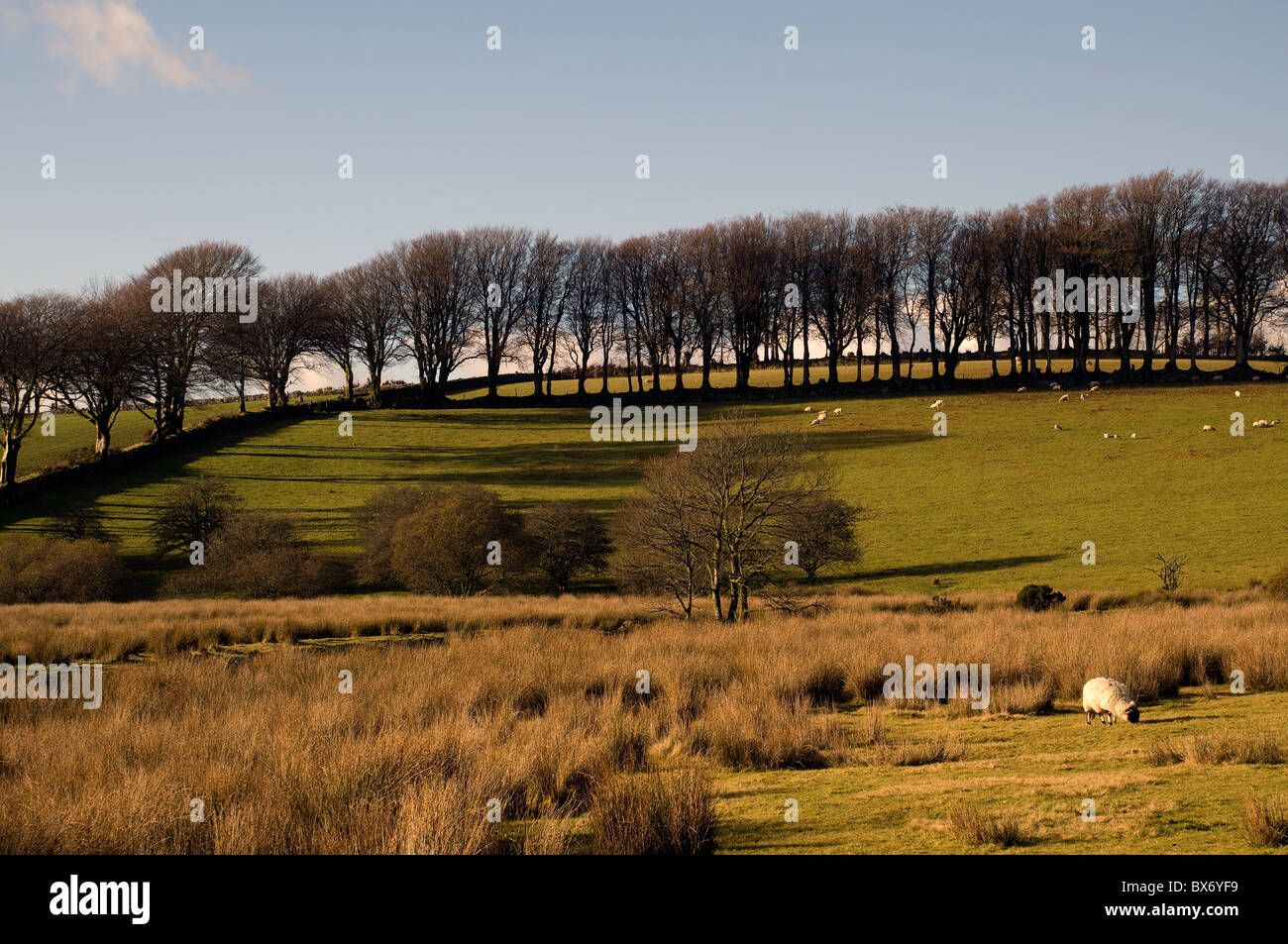 Dartmoor National Park,Devon Stock Photo