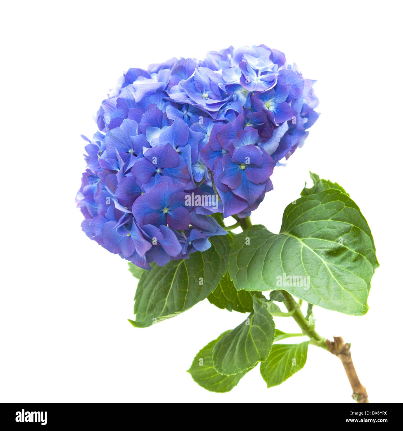 bright blue-lilac hydrangea flowerhead; isolated on white background; Stock Photo
