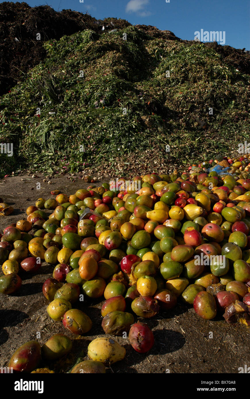 Rotten mango, Stock Photo, Picture And Low Budget Royalty Free Image. Pic.  ESY-040364268