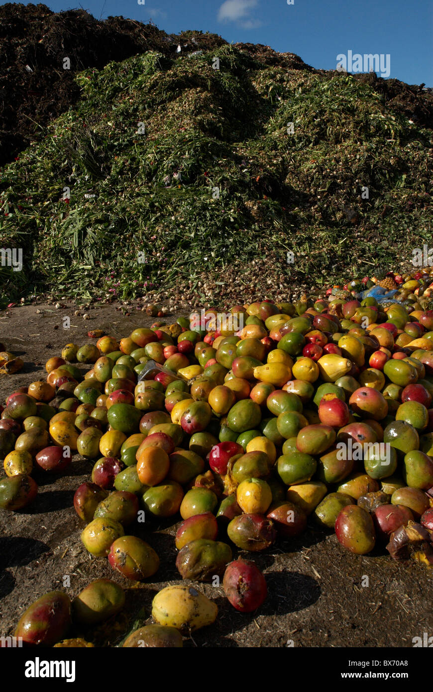 Rotten mango. Overripe Fruit on a white background.Isolated Stock Photo by  prosto_juli