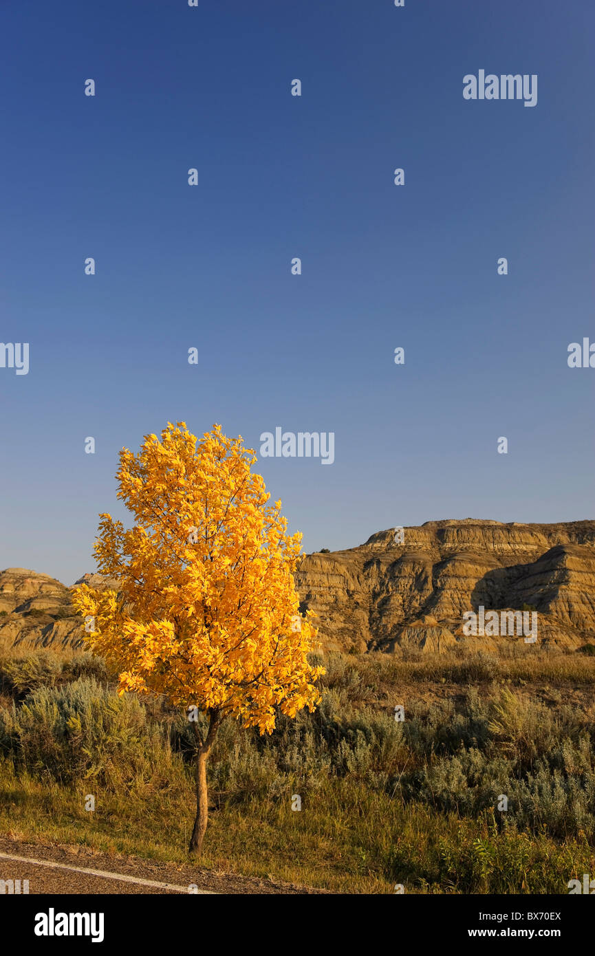 Cottonwood tree in autumn, Theodore Roosevelt National Park (North Unit