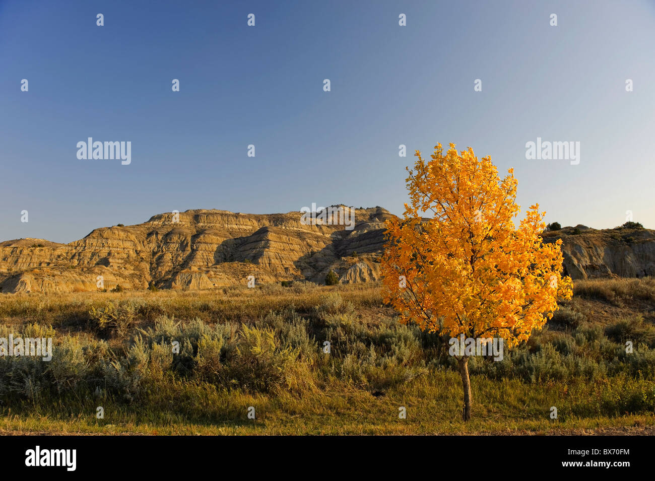 Cottonwood tree in autumn, Theodore Roosevelt National Park (North Unit