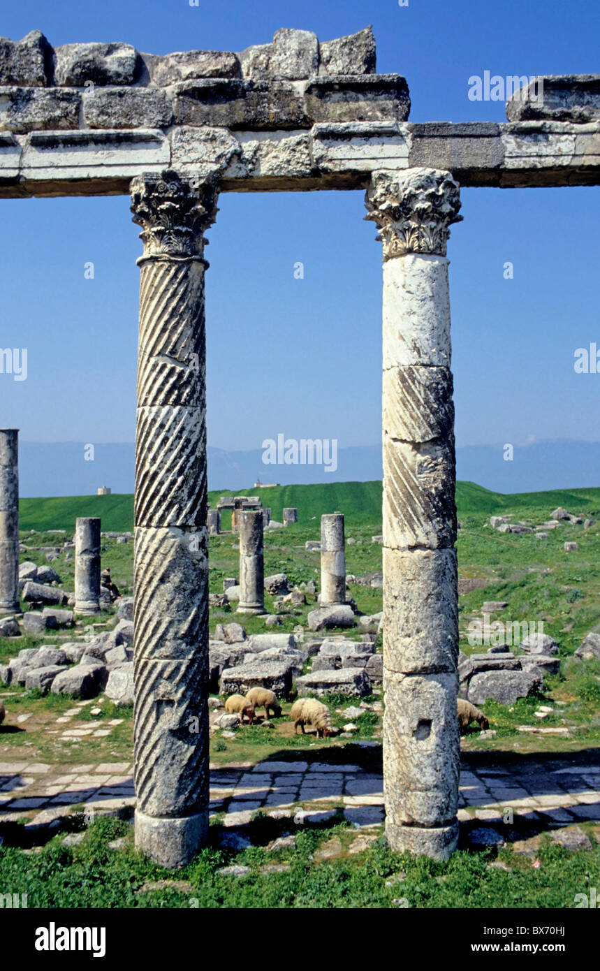 Roman columns at Apamea, an ancient archaeological site near Qalat al ...