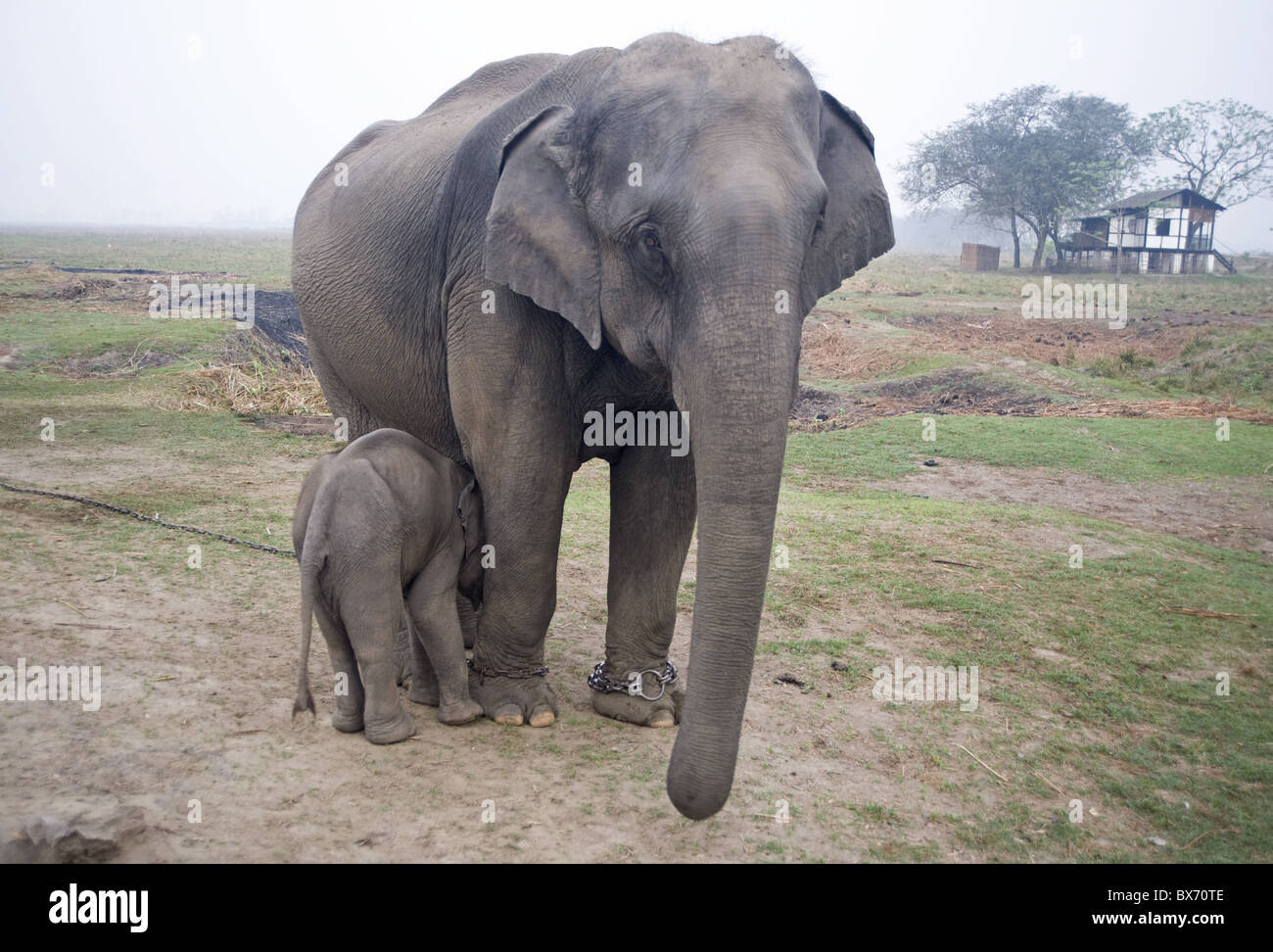 Two month old baby calf nuzzling mother elephant to suckle, Kaziranga National Park, Assam, India, Asia Stock Photo