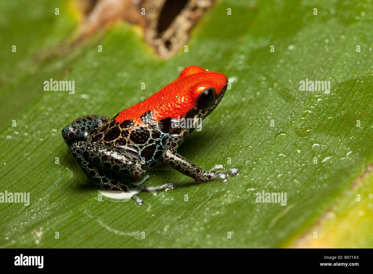 Granulated poison dart frog, Oophaga granulifera Stock Photo