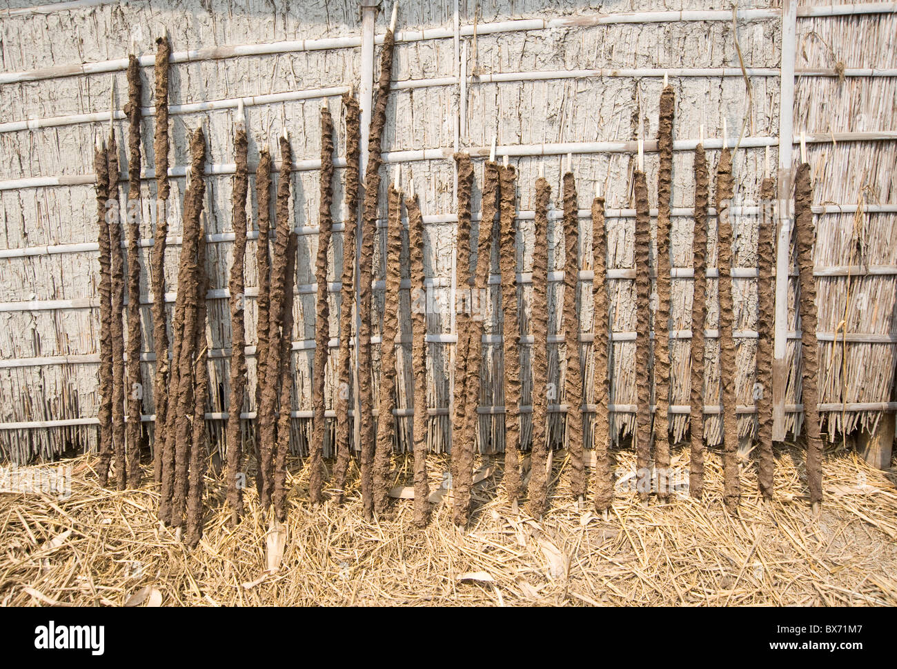 Cattle dung pressed onto sticks to be sun dried and used as cooking fuel, Nalvara village, Assam, India, Asia Stock Photo