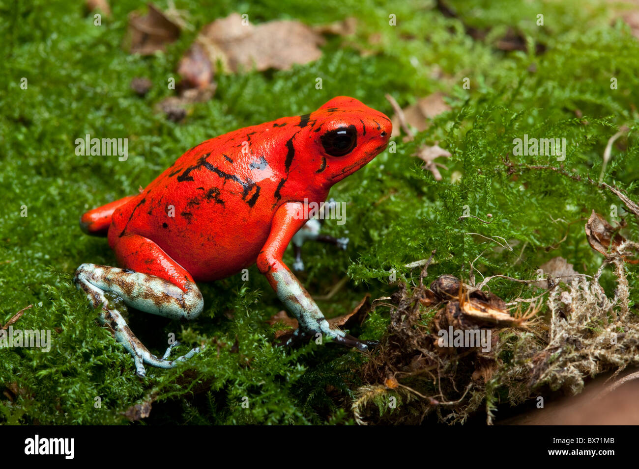 Harlequin poison dart frog, Oophaga histrionica, Ecuador (formerly Dendrobates histionicus) Stock Photo