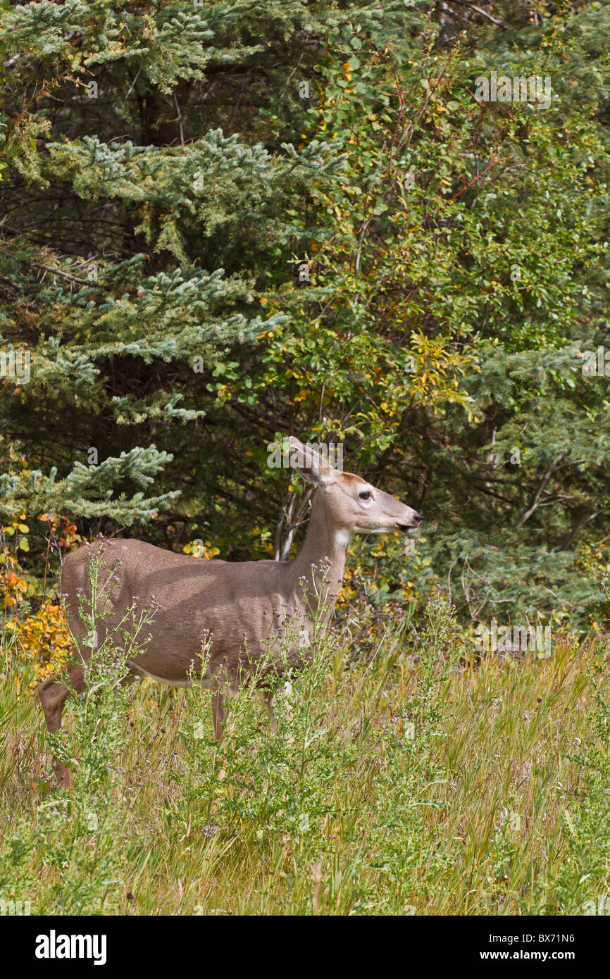 white-tailed-deer-odocoileus-virginianus-in-kootenay-national-park