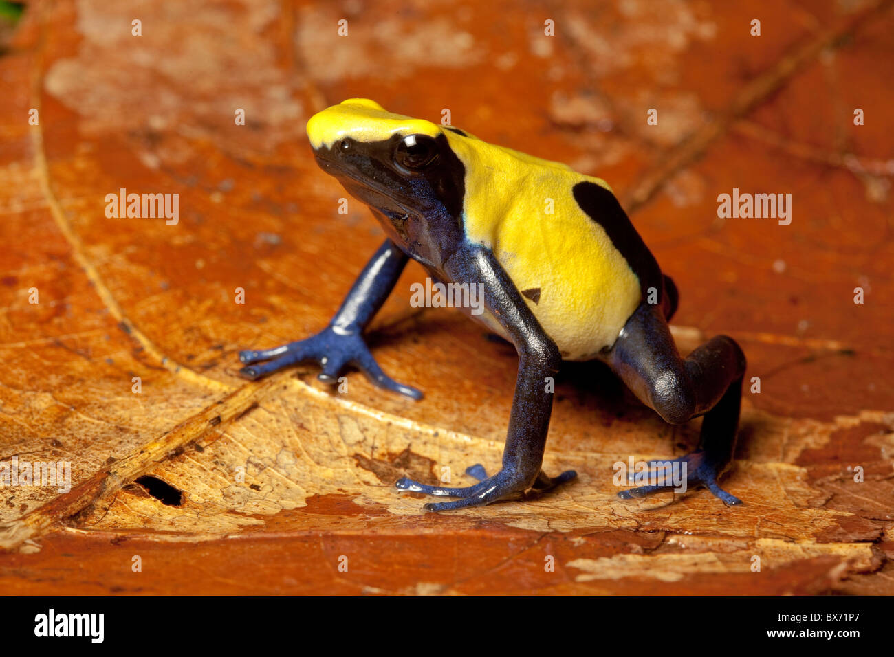 Dyeing poison dart frog, Dendrobates tinctorius "Citronella" form Stock