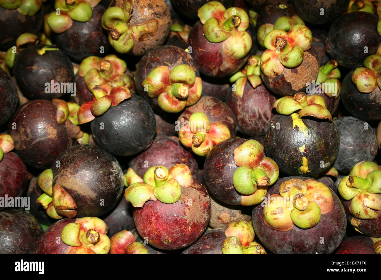Mangosteen in Thailand Stock Photo Alamy