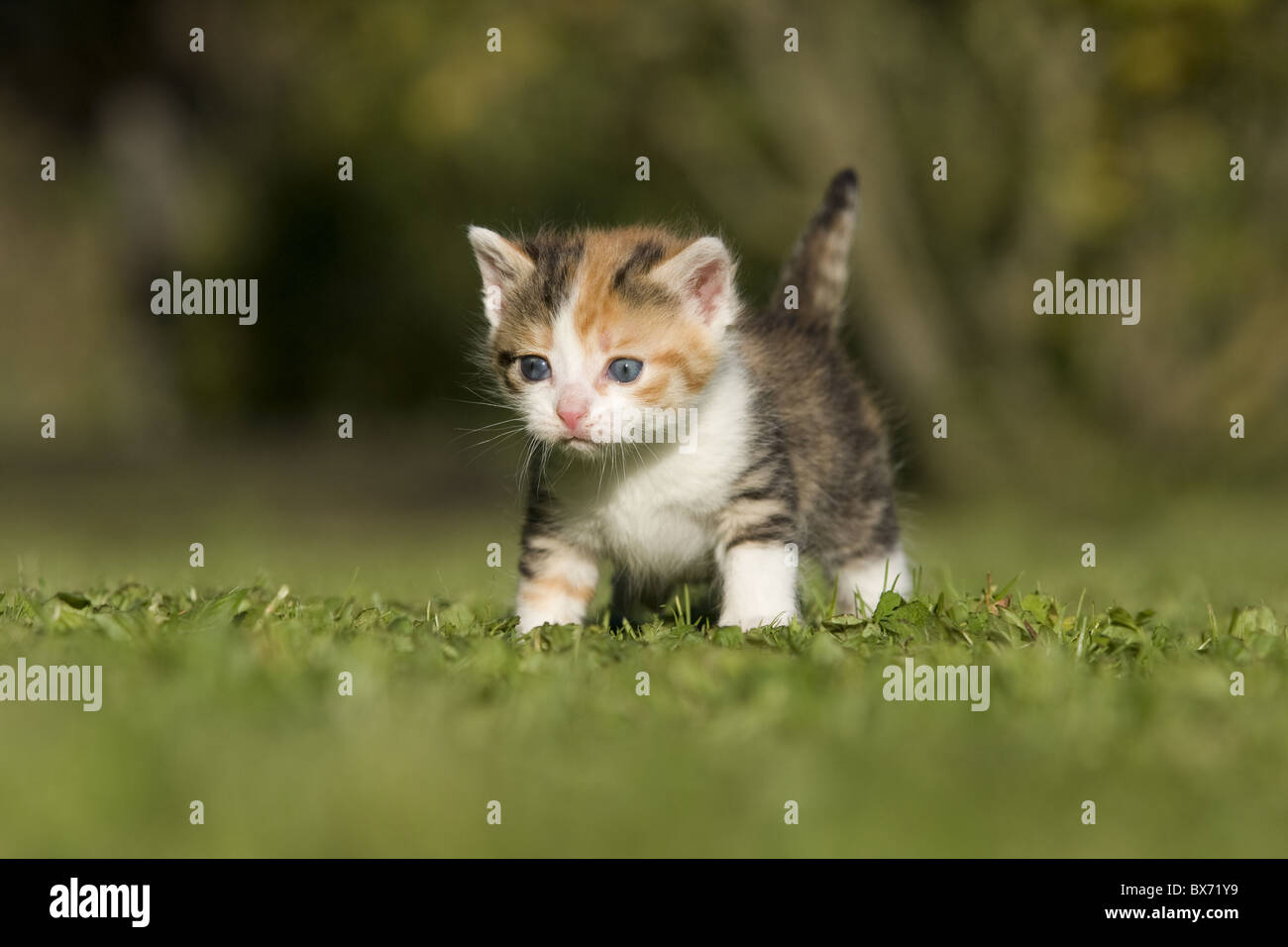 Katze, Kaetzchen auf Wiese, Cat, kitten on a meadow Stock Photo