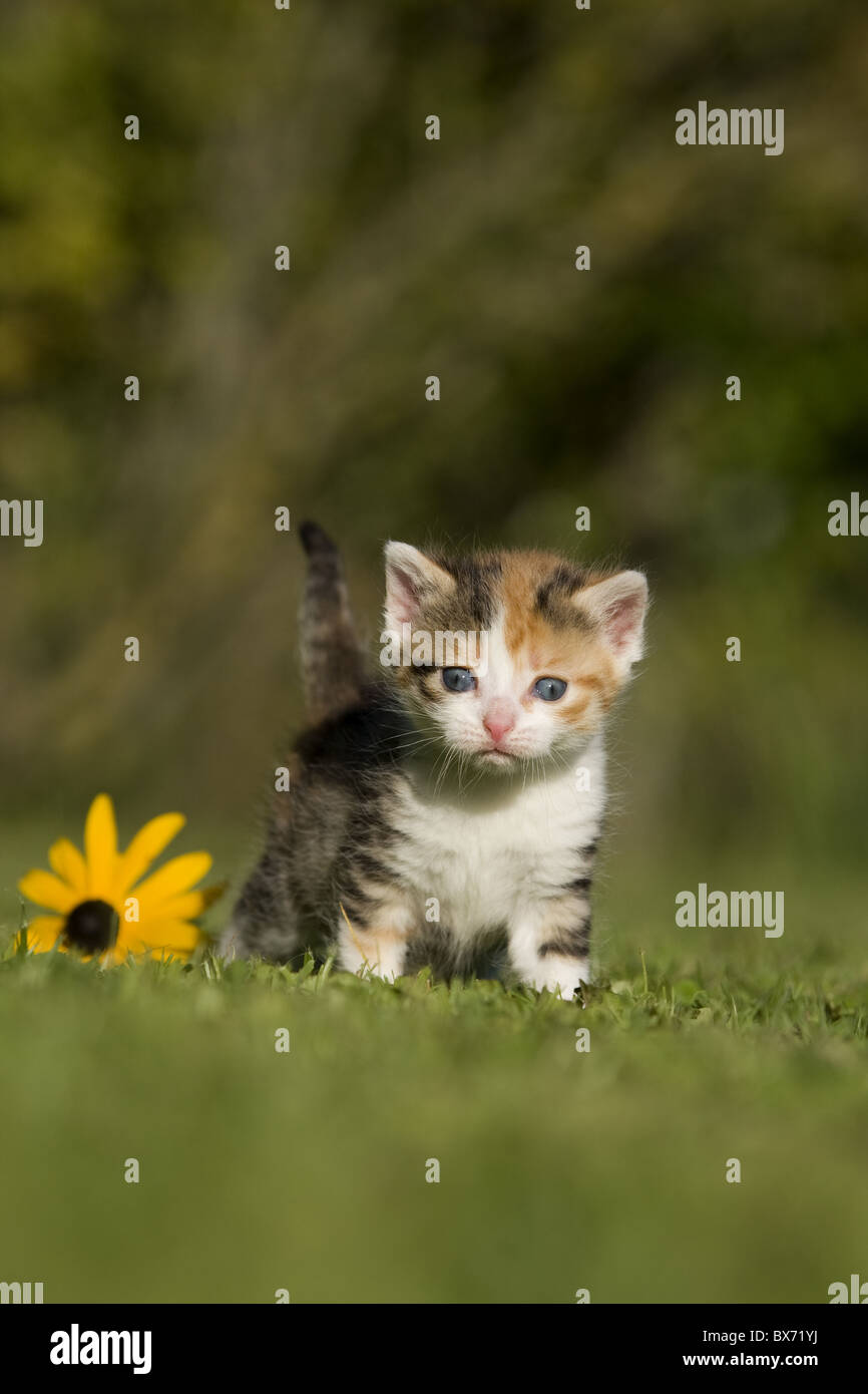 Katze, Kaetzchen auf Wiese, Cat, kitten on a meadow Stock Photo