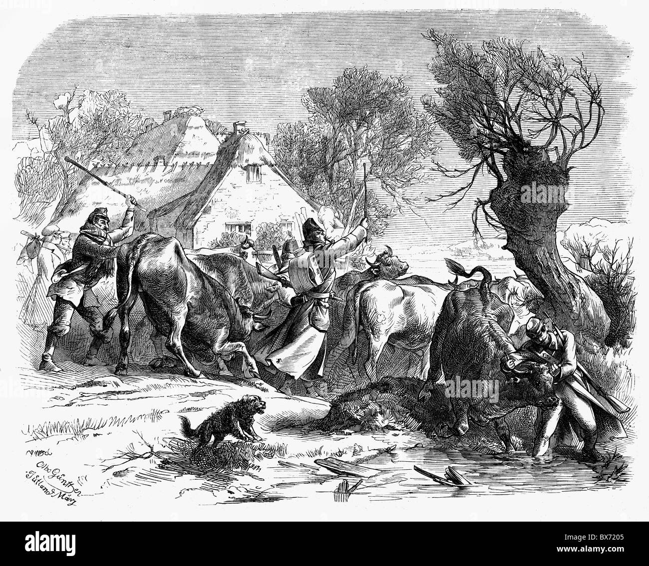 events, Second Schleswig War 1864, Austrian soldiers rounding up cattle for food, Jutland, March 1864, wood engraving after drawing by Otto Guenther, 19th century, Denmark, Germany, Wars of German Unification, Austria, Austrians, historic, historical, requisition, Gunther, Günther, people, Additional-Rights-Clearences-Not Available Stock Photo