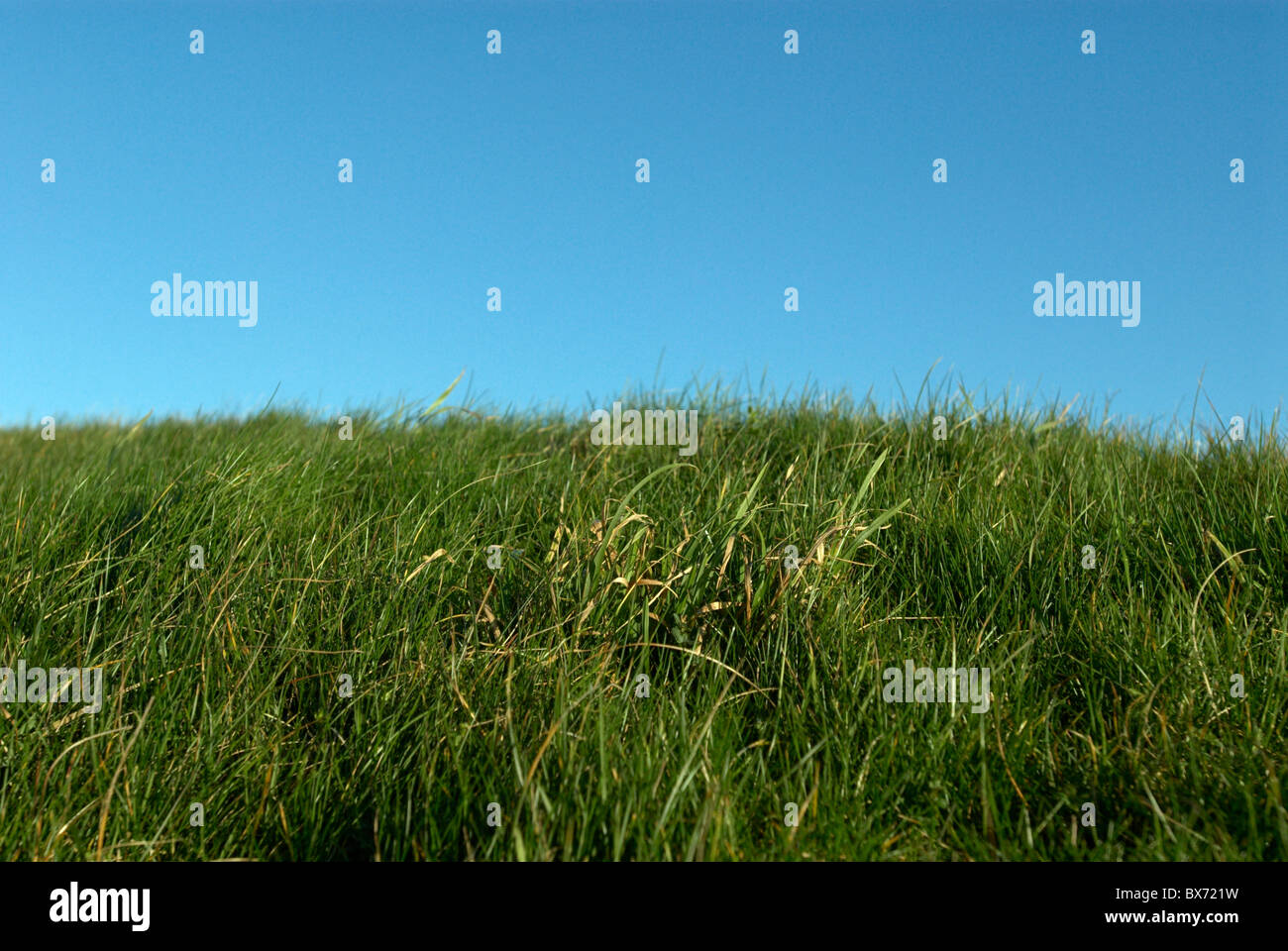 Image grass hi-res stock photography and images - Alamy