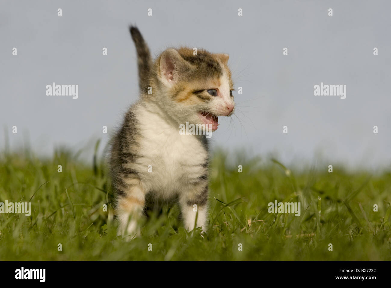kitty on meadow Stock Photo