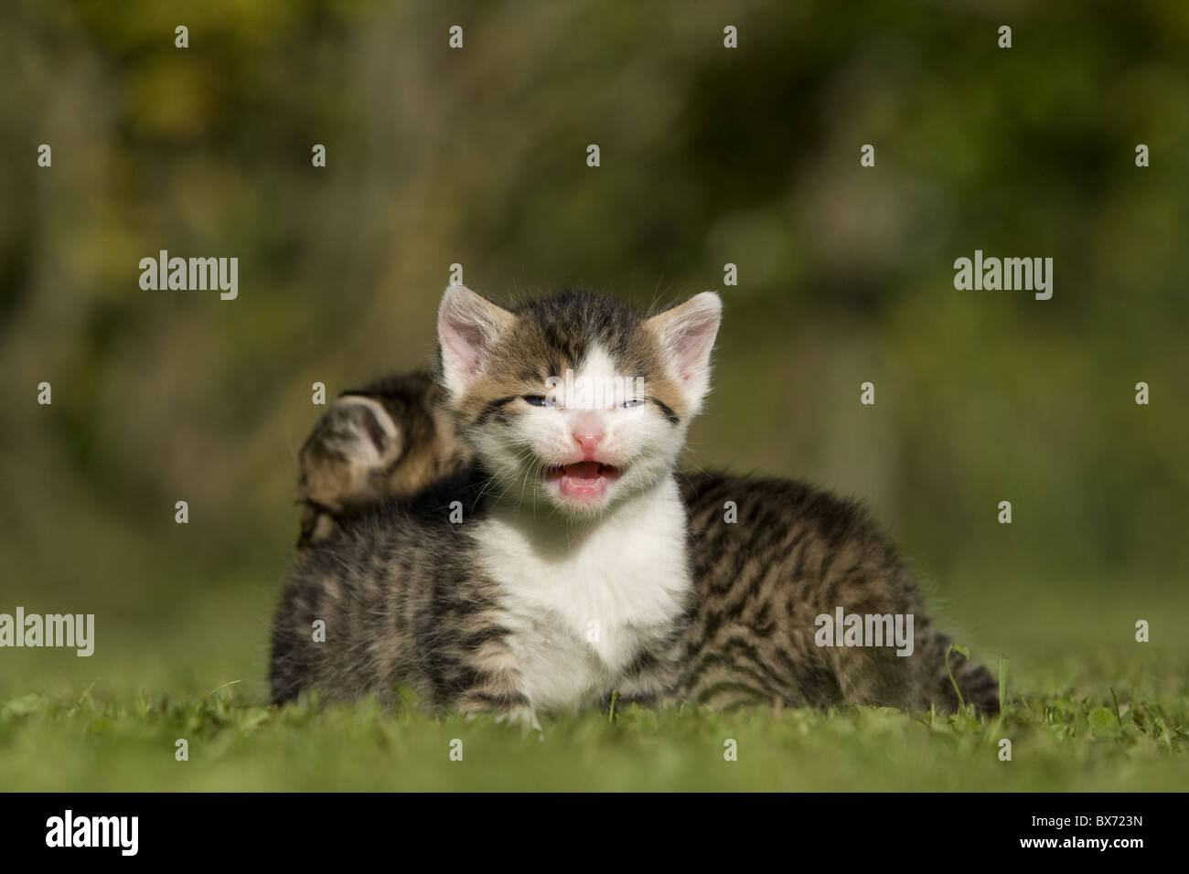 Katze, Kaetzchen miauend, lachend auf Wiese, Cat, kitten laughing, miaowing on a meadow Stock Photo