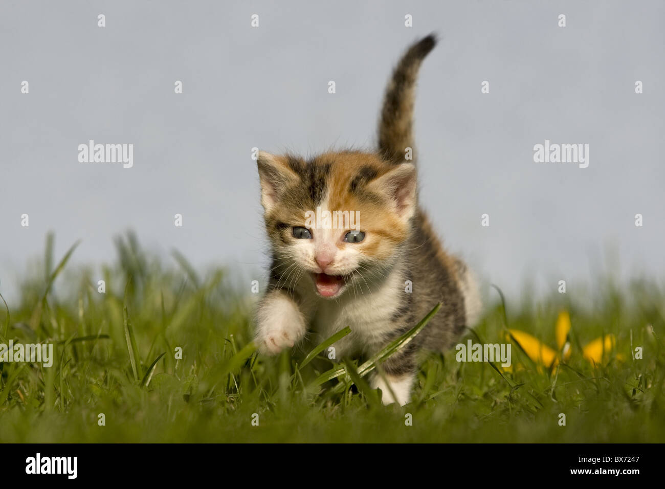 kitty on meadow Stock Photo