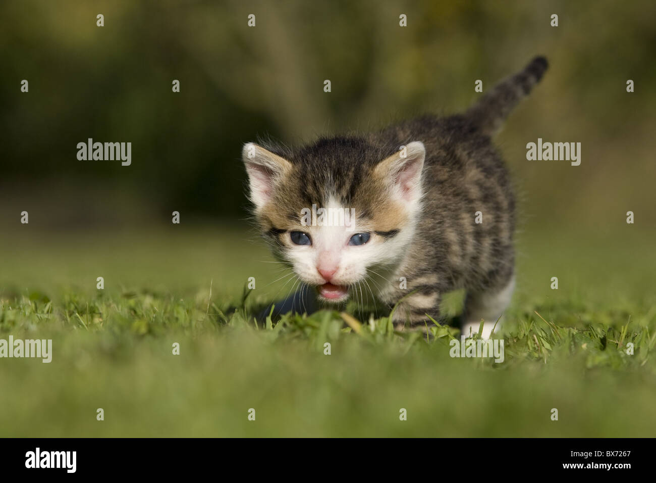 Katze, Kaetzchen gehend auf Wiese, Cat, kitten walking on a meadow Stock Photo